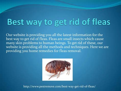 Ppt Best Way To Get Rid Of Fleas Powerpoint Presentation Free