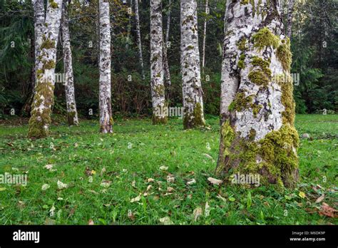 Birch Trees Trunks Covered With Moss At Cevallos Campsite Village Of Zeballos North
