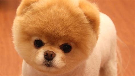 Boo The ‘worlds Cutest Dog Dies Nbc Chicago