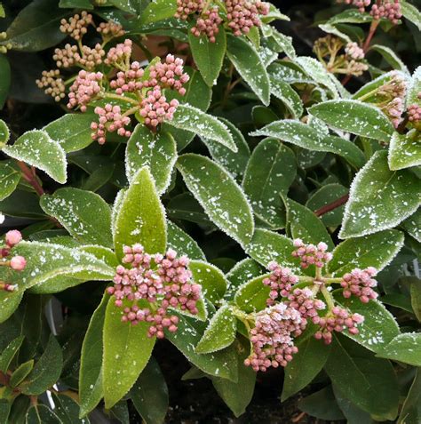 Viburnum Tinus A Great Winter Flowering Evergreen Shrub Photo
