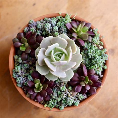 Pot with decorative gravel and succulents. 60+ DIY Indoor Succulent Arrangements Ideas 2019 - Page 55 ...