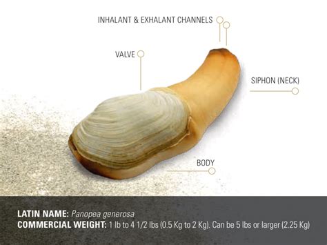 About Geoduck