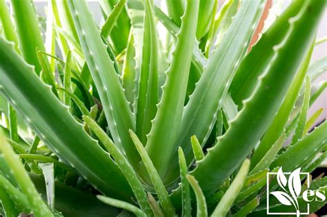 9 Plants That Look Like Aloe Vera