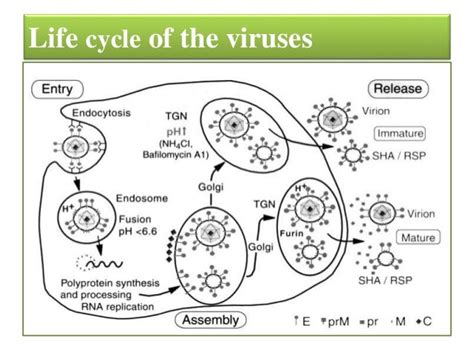 Japanese Encephalitis