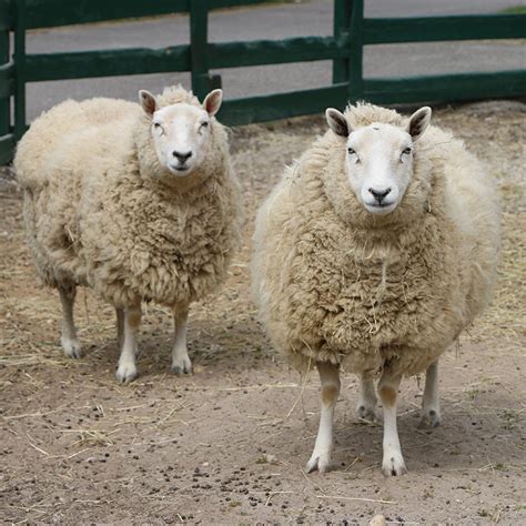 Blackbelly Sheep Long Island Zoo New York Animal Facts