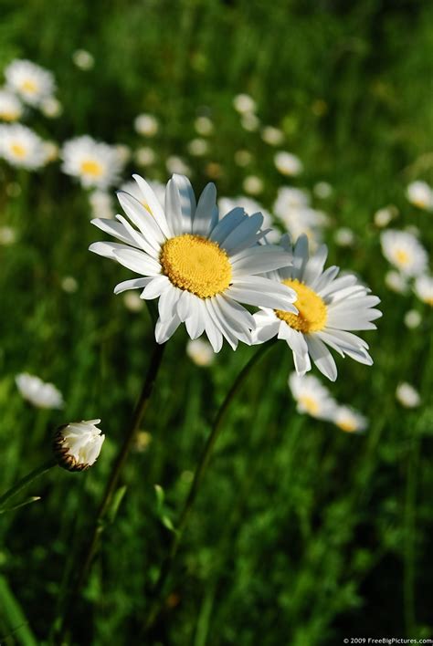 Wild Daisies