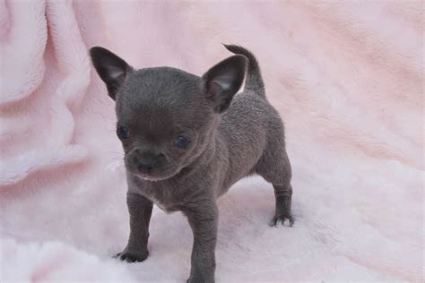 55 Teacup Chihuahua Blue Picture Bleumoonproductions