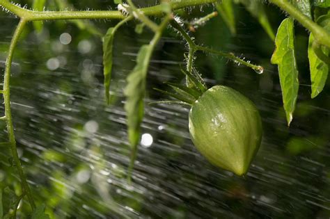 Information About Watering Tomato Plants