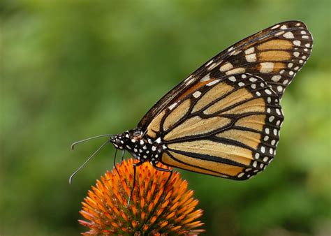 File Monarch Butterfly Danaus Plexippus On Echinacea Purpurea 2800px