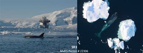 Sr³ News — Sr3 Sealife Response Rehabilitation And Research Improving