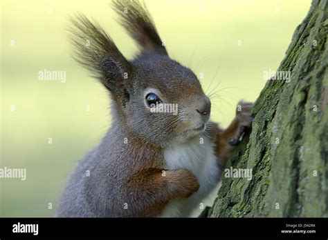 Baum Ohren Wies Darauf Hin Rinde Eichhörnchen Stamm Aufmerksam Stockfotografie Alamy