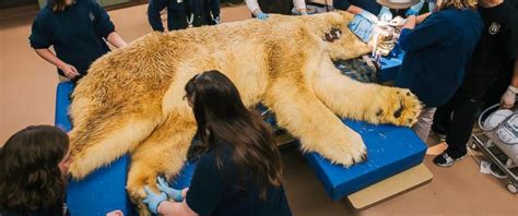 See How A Polar Bear Visits The Dentist Abc News