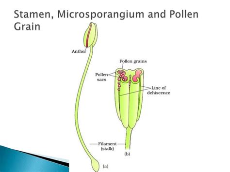 Sexual Reproduction In Angiosperms