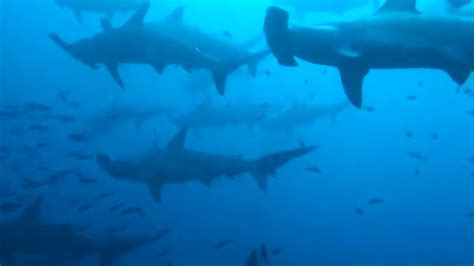 Hammerhead Shark School Galapagos Youtube