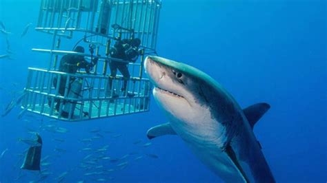 Cage Dive With Great White Sharks Travel Information Tours And Best