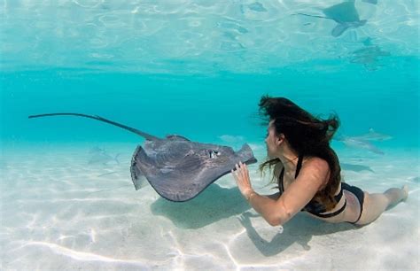 Swimming With Stingray On Back Global Times