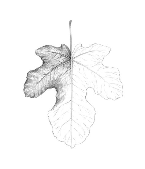 Search images from huge database containing over 1,250,000 drawings. How to Draw a Leaf Step by Step