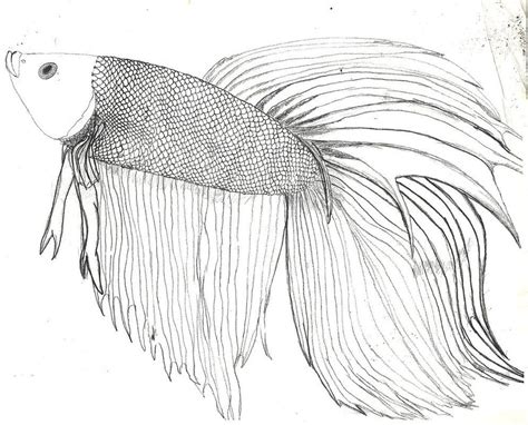 Print coloring pages betta fish coloring pages 8834. fighter fish Colouring Pages | Fish coloring page, Betta ...
