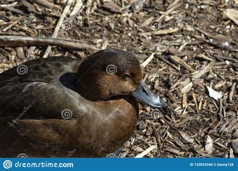 American Redhead Diving Duck Stock Photo Image Of Americananorth