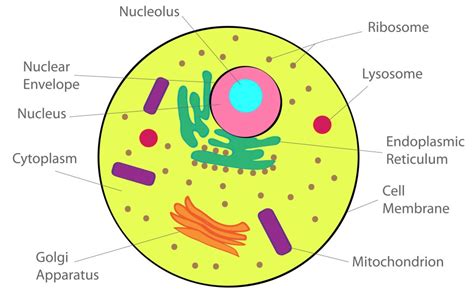 Plant cells have cell walls and chloroplasts while animal cells do not; Chapter 8 Cell Structure and Functions | Class 8, NCERT ...