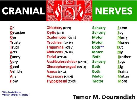 25 best ideas about cranial nerves mnemonic on pinterest cranial nerves cranial nerves