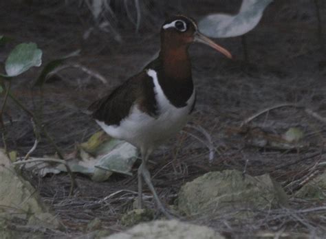 Rare Unusual Bird Spotted In Seychelles By Local