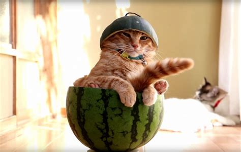 Watch Just A Cat Sitting In A Watermelon Contemplating Life