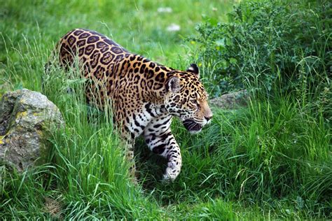 Free Images Wildlife Fauna Leopard Vertebrate Jaguar Safari Big
