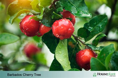 Growing A Barbados Cherry Tree In Your Home