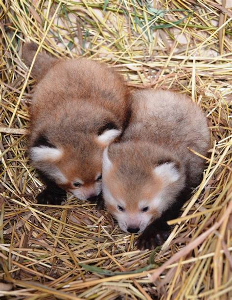 Twin Baby Red Pandas Prove 2 Baby Animals Is Always Cuter