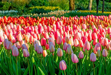 The Most Famous Tulip Garden In The Netherlands Is Offering Virtual