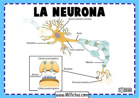 Estructura Y Funciones De La Neurona Abc Fichas