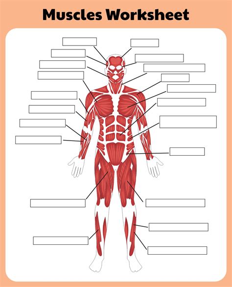 Muscle Anatomy Printable Printable Word Searches