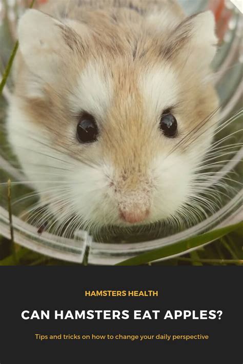 Can Hamsters Eat Apples Hamster Food Hamster Eating Hamster