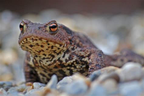 Common Toad Norfolk Wildlife Trust