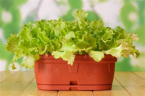 Tips For Growing Lettuce Indoors Gardeners Path