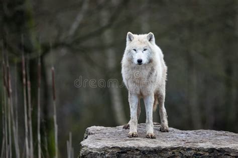 White Wolf In The Forest Stock Image Image Of Fierce 173947023