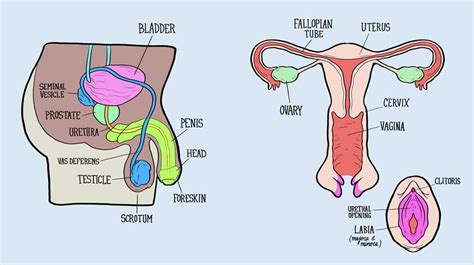 • female anatomy zbrush timelapse. Labeled Female Anatomical Diagram : Male And Female ...