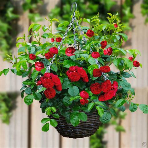 Indoor Miniature Roses Care And Maintenance