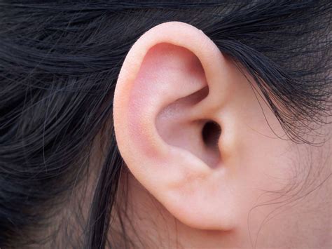 The Ear Anatomy Function And Treatment