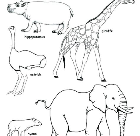 African savanna a4 page borders (sb4445). Savanna Animals Coloring Pages at GetDrawings | Free download
