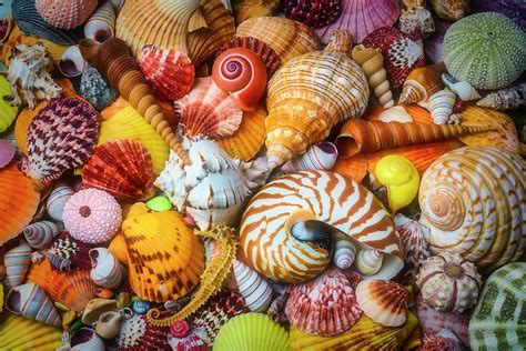 Colorful Piles Of Seashells Photograph By Garry Gay Pixels