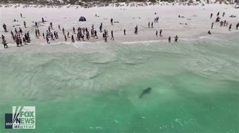 Florida Beach Ranked Deadliest In Us Due To Shark Attacks Hurricanes