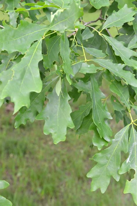 7 Common Types Of Oak Trees In Connecticut Progardentips