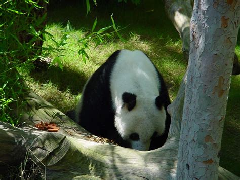 可爱国宝！大熊猫高清晰壁纸动物太平洋科技