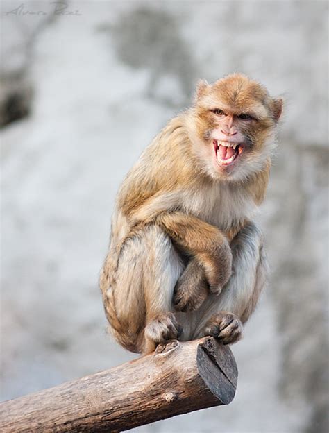 Laughing Monkey To See More Images Visit My Blog Alvaroper Flickr