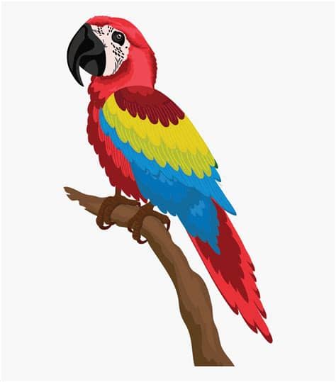 Gambar Kartun Burung Beo - Gambar Kartun