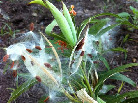 Clear the area, sow your seeds on the top of the soil and lightly compress for a good seed to soil contact. Milkweed Seeds Ripe for the Plucking, Grab them Now for ...