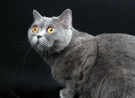 The most common symptoms of liver cancer include: Liver Failure (Acute) in Cats | petMD