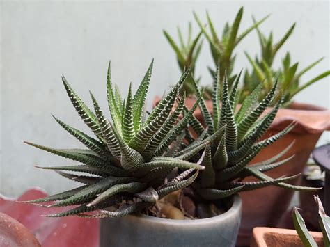 The indoor varieties, however, do require more frequent watering, depending upon the species. 10 Pet-Friendly Houseplants That Still Have The Wow Factor ...